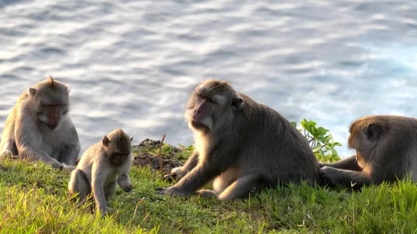 Monos macacos relajándose cerca de un borde del acantilado en el templo uluwatu en Bali — Foto de Stock