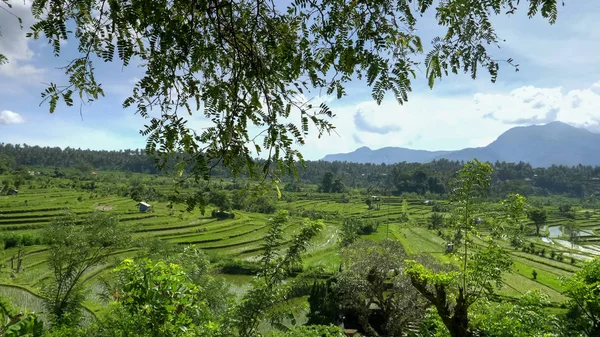 Террасные рисовые поля, обрамленные деревьями, на тропическом острове Бали — стоковое фото