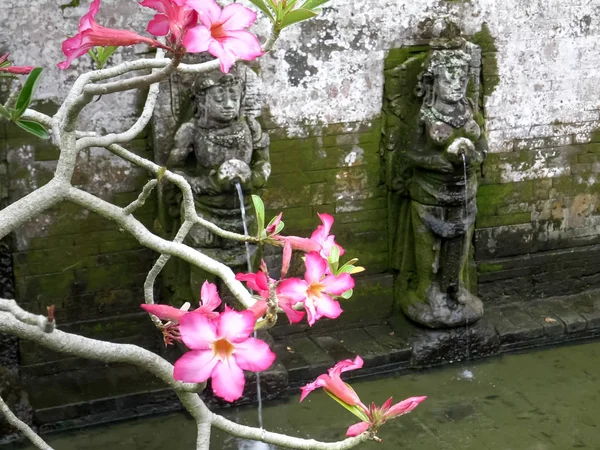 Pink adenium flowers and fountains at elephant cave near ubud on bali — Stock Photo, Image