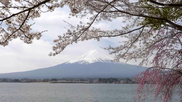 Mt fuji e uma cerejeira no lago kawaguchi no japão — Fotografia de Stock