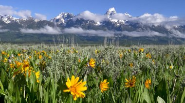 close up of yellow balsamroot flowers with the tetons in the distance clipart