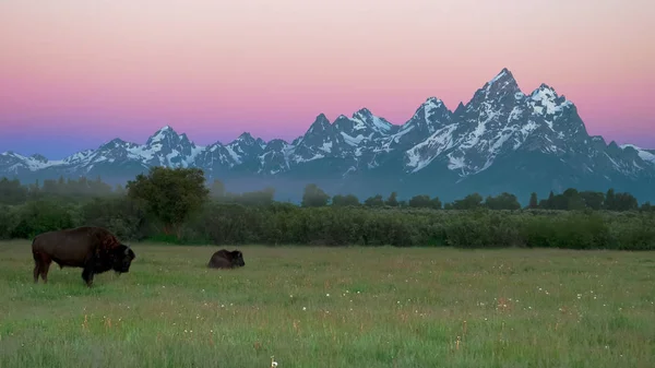 黎明时分，两只野牛和大头牛 — 图库照片