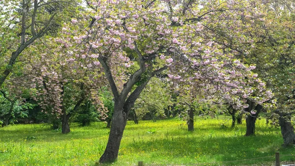 키토의 니 조성에서 꽃을 피우고 있는 자두나무 — 스톡 사진