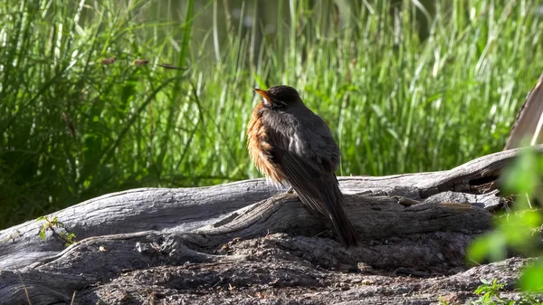 an american robin, perched on a log, preens its feathers at grand teton