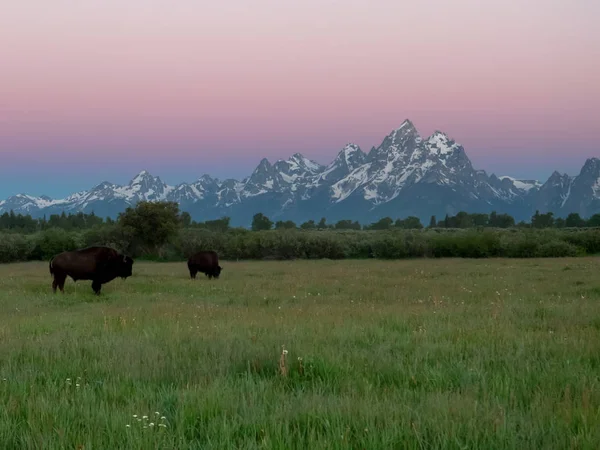 Amanhecer tiro de bisonte e grande montanha teton em wyoming — Fotografia de Stock