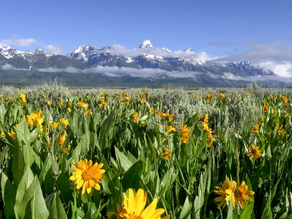 怀俄明州的大茶顿山和黄色的香根花 — 图库照片