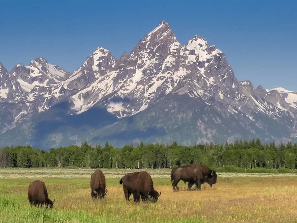 Ripresa mattutina di un branco di bisonti al pascolo con grande tetone sullo sfondo — Foto Stock