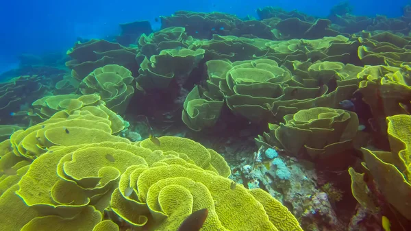 Lahana mercanı, türbinaria reniforis, Fiji 'deki gökkuşağı resifi üzerinde. — Stok fotoğraf