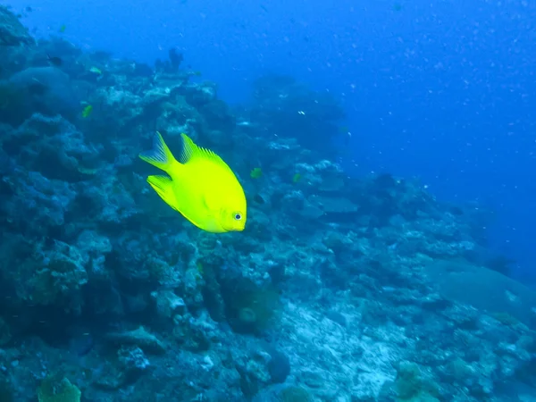 Damoiselle dorée nageant au récif arc-en-ciel aux Fidji — Photo