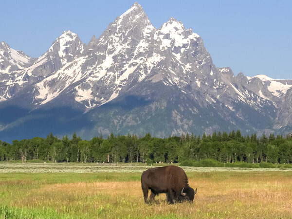 close up of a bison grazing in front of grand teton on a summer morning