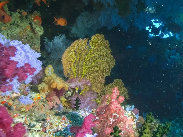 Um fã do mar dentro de uma caverna no recife do arco-íris em fiji — Fotografia de Stock