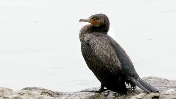 Primo piano di un cormorano giapponese lungo il fiume Katsura — Foto Stock