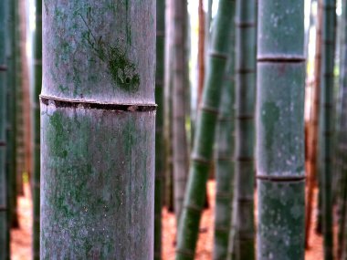 Kyoto 'daki arashiyama bambu ormanında bir bambu bitkisinin yakınında.