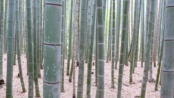 bamboo plants at arashiyama bamboo forest in kyoto