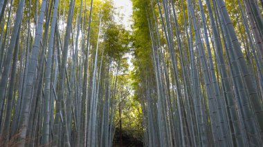 Kyoto 'daki Aashiyama bambu ormanında yürüyorum.