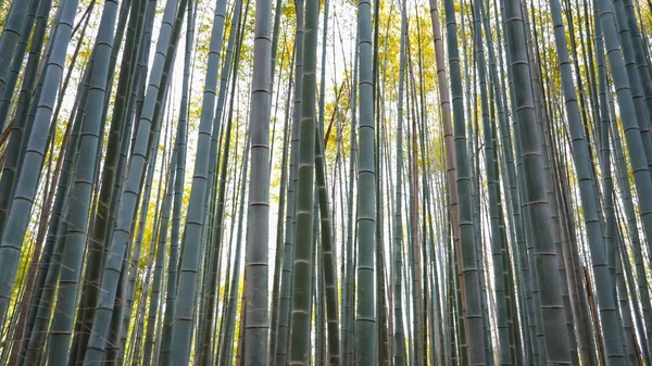 石山竹林低角度竹子射击 — 图库照片