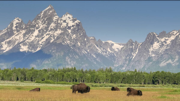 a bison standing in front of grand teton mountain in wyoming