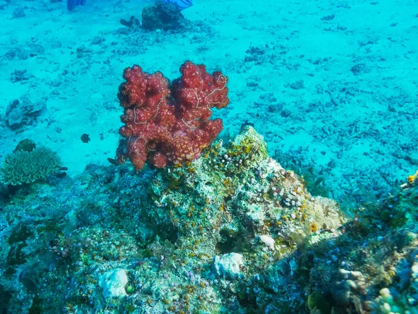 Close view of a red soft coral on rainbow reef in fiji — Stock Photo, Image