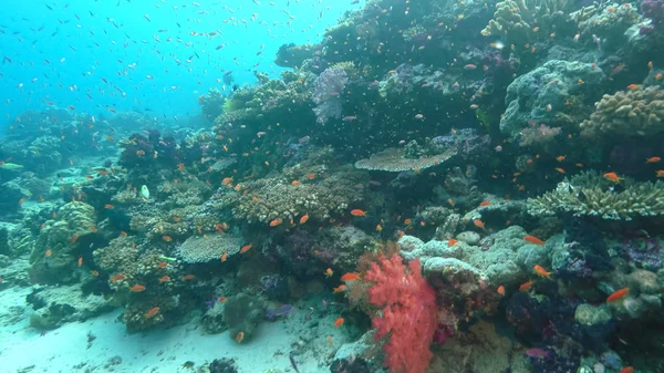 schools of fish swim above corals at rainbow reef in fiji