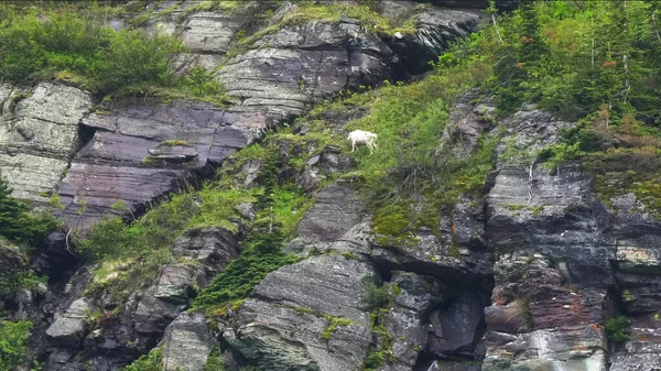 Horská koza pasoucí se na mt grinnell v ledovcovém národním parku — Stock fotografie