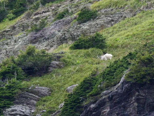 Horská koza pasoucí se nad útesem u grinnellova ledovce — Stock fotografie