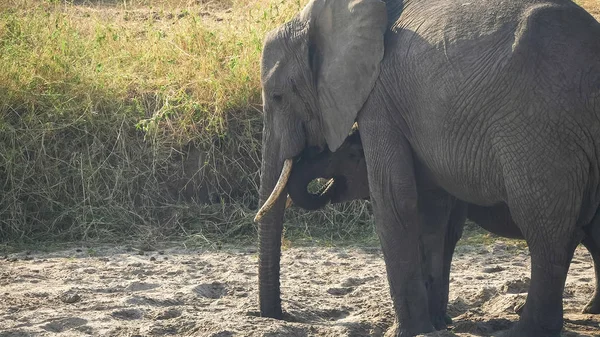 Elefant trinkt aus einem Flussbett-Loch im Tarangire Nationalpark — Stockfoto