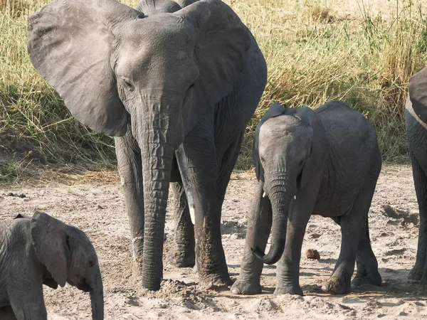 Слоны, пьющие из отверстий в высохшем русле реки в Тарангире — стоковое фото