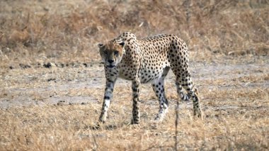 Tarangire Ulusal Parkı 'nda kameraya doğru yürüyen bir çita.