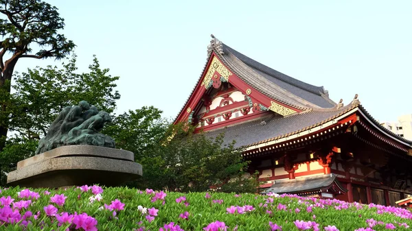 Tokyo, Japonya - 20 Nisan 2018: Tokyo 'daki Senso-ji tapınağının önündeki açelya çiçekleri — Stok fotoğraf