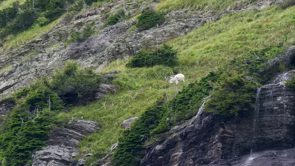 Horská koza pasoucí se u malého vodopádu u grinnellova ledovce — Stock fotografie