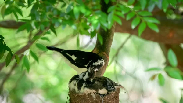 Elster-Lerchenbabys in einem Nest, das von einem Elternteil gefüttert wird — Stockfoto