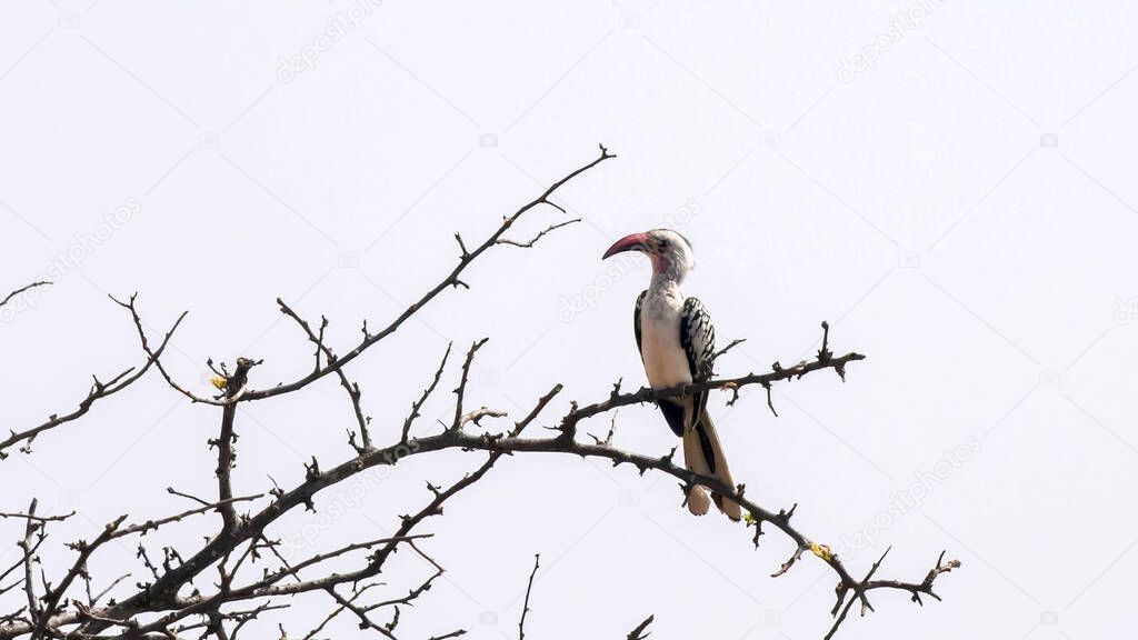southern yellow billed hornbill in a tree at tarangire national park