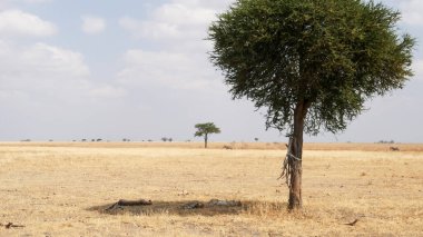 Üç genç çita kardeş tarangire 'deki bir ağacın gölgesinde dinleniyor.