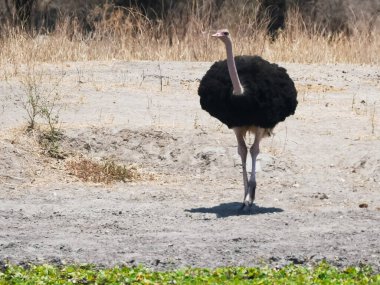 Tarangire Ulusal Parkı 'ndaki su birikintisine yaklaşan bir erkek devekuşu.