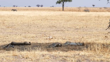 Tarangire 'de üç çita kardeşin gölgede yan yana yatışının geniş görüşü