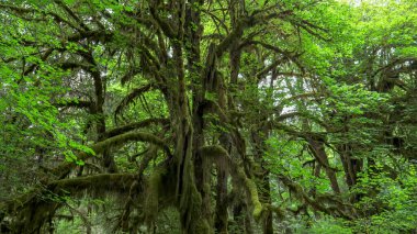 Olimpiyatlarda yağmur ormanlarında yosun kaplı bir ağaç.