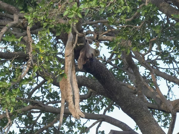 세레게티 np 에서 표범이 죽여서 나무에 매달린 어린 사자의 시체 — 스톡 사진