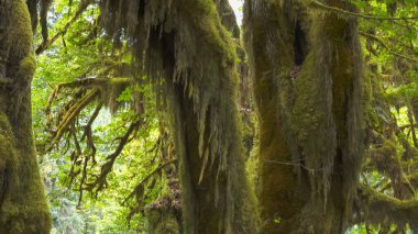 a maple tree trunk and canopy at the olympic np