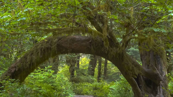 Pohon membentuk sebuah lengkungan di hutan hujan hoh di np olimpiade — Stok Foto