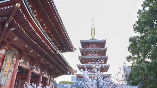 TOKYO, JAPÃO - ABRIL, 20, 2018: senso-ji pagode com flores de cereja em tokyo — Fotografia de Stock