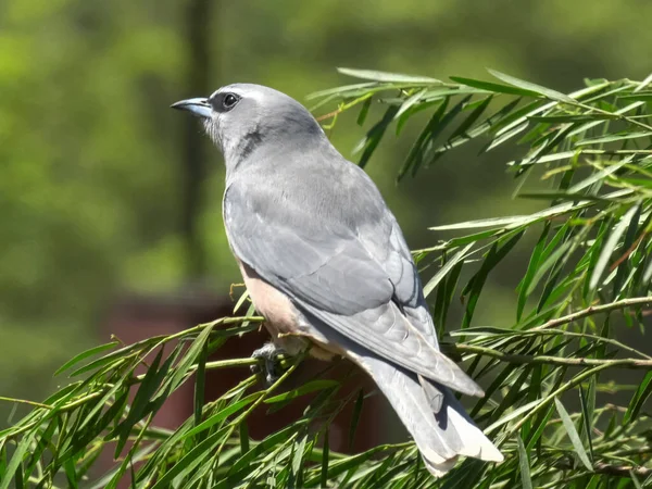 Gros plan d'une hirondelle brune blanche perchée sur une branche — Photo