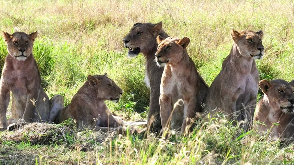 Primer plano de un orgullo de león descansando en la sombra en Serengeti — Foto de Stock