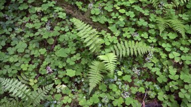 Olimpiyatlardaki yağmur ormanlarında eğrelti otları yetişiyor.