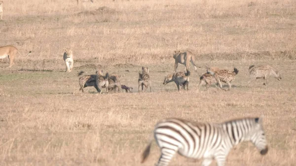 Hyènes portant la colonne vertébrale de la carcasse au serengeti np — Photo