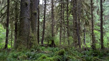 Olimpiyat Ulusal Parkı 'ndaki Hoh yağmur ormanlarında ladin ağacı gövdesi.