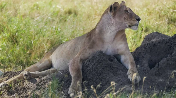 Foto de perfil de una leona observando su territorio en el parque nacional Serengeti desde un montículo de termitas — Foto de Stock