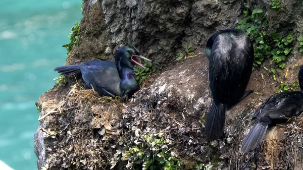 Zuchtkolonie pelagischer Kormorane auf einer Klippe bei Olympia np — Stockfoto