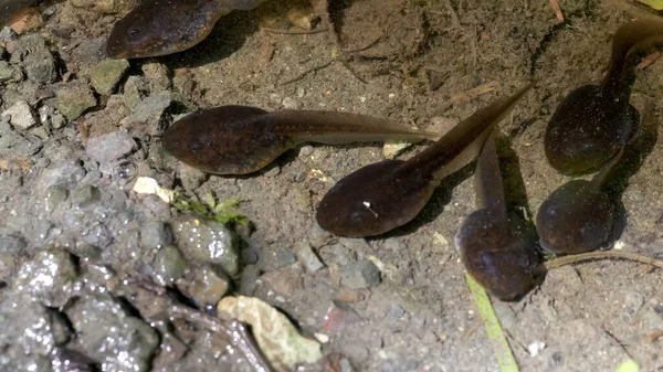 Großaufnahme von Kaulquappen in einem Teich bei Olympia np — Stockfoto