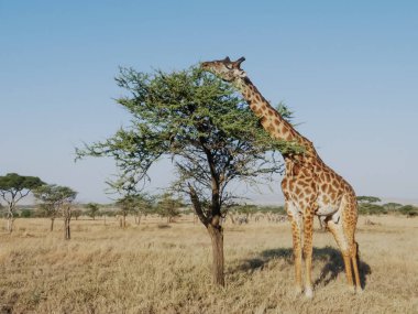 Serengeti Ulusal Parkı 'ndaki akasya yapraklarıyla beslenen bir zürafanın geniş görüşü