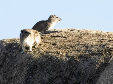 Bir çift kaya hyrax Serengeti 'de sabah güneşinin tadını çıkarıyor.